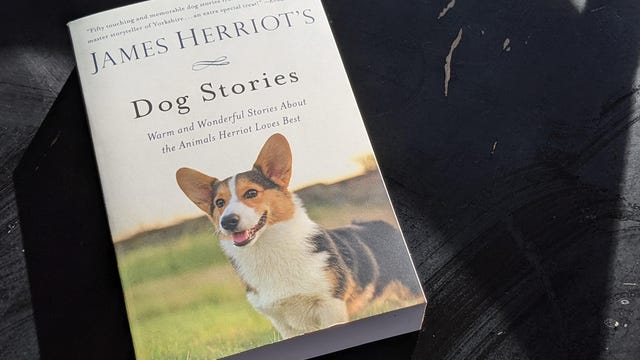 dog-stories