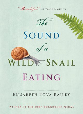The Sound of a Wild Snail Eating: An Uncommon Meditation on Presence and the Aperture of Wonder