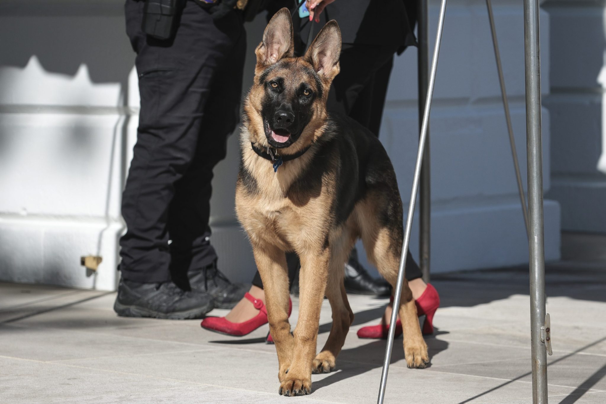 Biden’s dog, Commander, bites another Secret Service employee