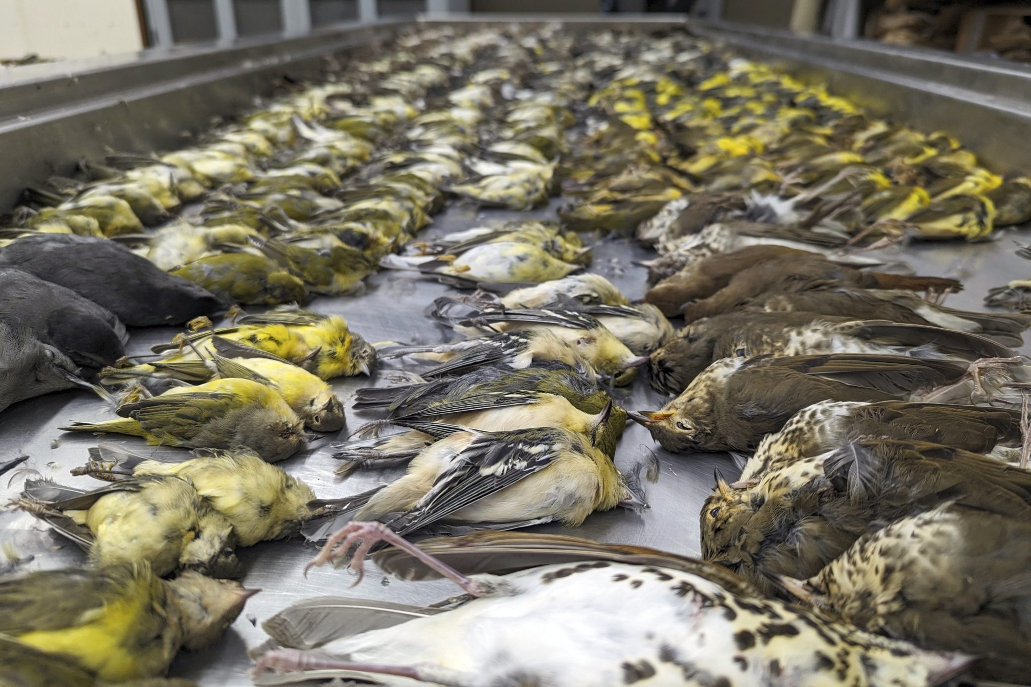 Nearly 1,000 migrating songbirds crash into Chicago exhibition hall