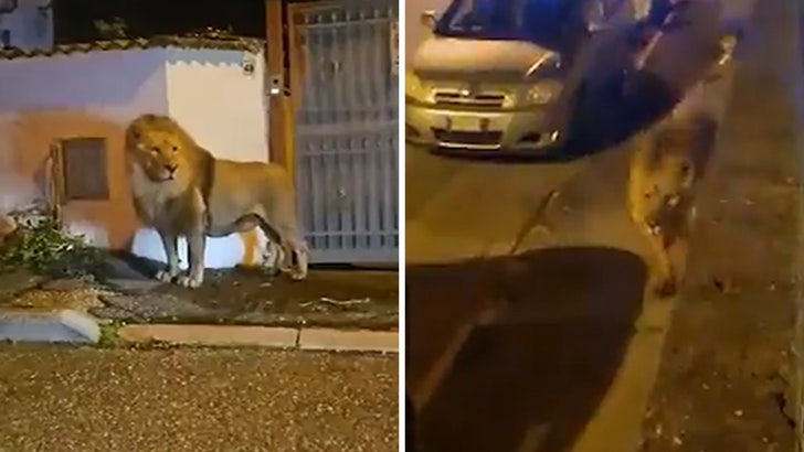 Lion Escapes From Italian Circus, Roams the Streets of Rome