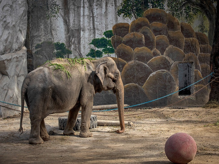 ‘World’s Saddest Elephant’ Dies After Decades of Confinement at Manila Zoo