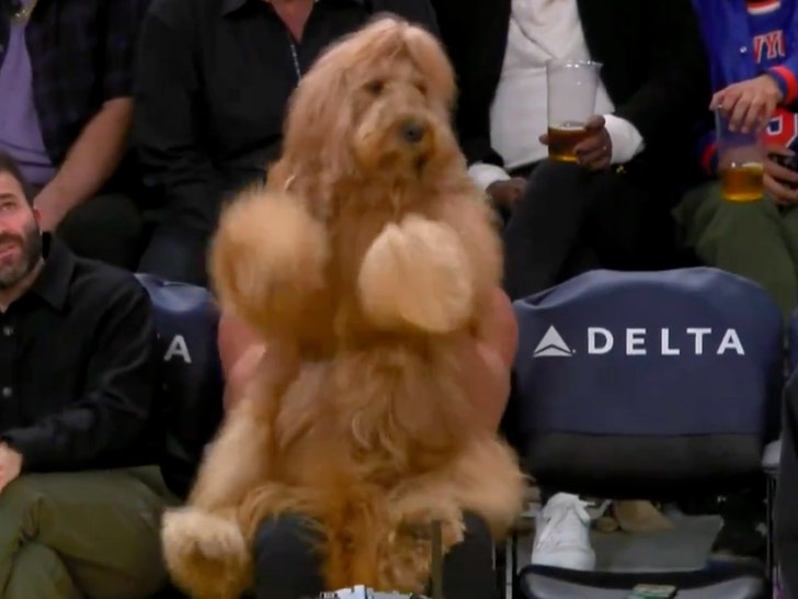 Instagram-Famous Dog Fetches Courtside Seat At Lakers Game, Dances His Tail Off!