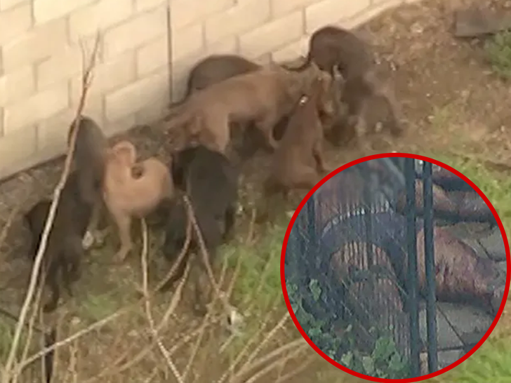 Pit Bulls Involved in Deadly Compton Mauling Euthanized by Animal Control