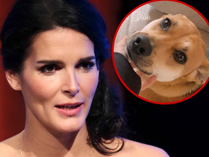 Angie Harmon’s Family Dog Shot and Killed By Deliveryman